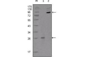 Western blot analysis using EphB2 mouse mAb against truncated EphB2 recombinant protein (1) and extracellular EphB2(aa19-476)-hIgGFc transfected CHO-K1 cell lysate(2).