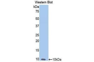 Western Blotting (WB) image for anti-Nitric Oxide Synthase 2, Inducible (NOS2) (AA 868-909) antibody (ABIN1860032)