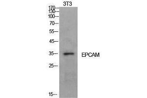 Western Blotting (WB) image for anti-Epithelial Cell Adhesion Molecule (EPCAM) (Internal Region) antibody (ABIN3181411) (EpCAM Antikörper  (Internal Region))