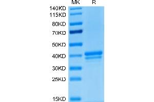 SDS-PAGE (SDS) image for Tumor Necrosis Factor Receptor Superfamily, Member 17 (TNFRSF17) (AA 1-54) protein (Fc Tag) (ABIN7273940)