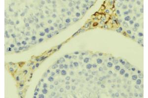 ABIN6273392 at 1/100 staining Mouse testis tissue by IHC-P. (CCL20 Antikörper  (Internal Region))
