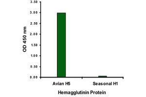 ELISA analysis of Influenza A virus hemagglutinin HA1 protein with 2 ug/mL Influenza A virus hemagglutinin HA1 monoclonal antibody, clone 4E10C10 . (Hemagglutinin Antikörper  (AA 17-338))