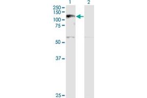 Western Blot analysis of XPO5 expression in transfected 293T cell line by XPO5 monoclonal antibody (M01A), clone 2C5-1B3.