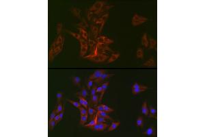 Immunofluorescence analysis of BALB-3T3 cells using DOK1 Rabbit mAb (ABIN7266831) at dilution of 1:100 (40x lens). (DOK1 Antikörper)