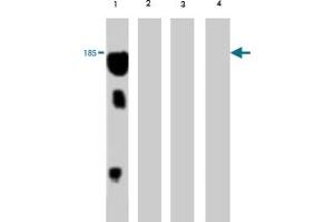 Western blot analysis of extract from red sea bream (lane 1) , carp (lane 2) , mummichog (lane 3) and medaka (lane 4) , using Vitellogenin monoclonal antibody, clone 5A4  . (Vitellogenin 2 Antikörper)