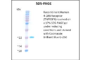 SDS-PAGE (SDS) image for Tumor Necrosis Factor Receptor Superfamily, Member 9 (TNFRSF9) (Active) protein (ABIN5509458) (CD137 Protein)