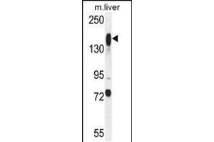 Western blot analysis in mouse liver tissue lysates (35ug/lane). (ASXL1 Antikörper  (AA 521-549))