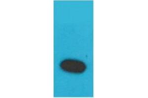 Western Blot (WB) analysis of Recombinant Human TNF a Protein with TNF alpha Rabbit Polyclonal Antibody diluted at 1:2000. (TNF alpha Antikörper)