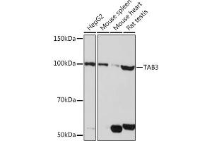 Western blot analysis of extracts of various cell lines, using T pAb (ABIN7270794) at 1:1000 dilution. (TAB3 Antikörper)