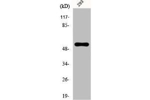 Western Blot analysis of K562 cells using E4BP4 Polyclonal Antibody (NFIL3 Antikörper  (Internal Region))
