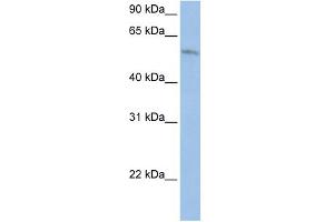 WB Suggested Anti-FAM20C Antibody Titration:  0. (FAM20C Antikörper  (Middle Region))