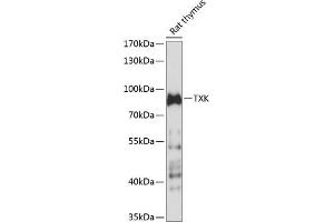 Western blot analysis of extracts of rat thymus, using TXK antibody (ABIN7271114) at 1:1000 dilution. (TXK Antikörper  (AA 1-180))