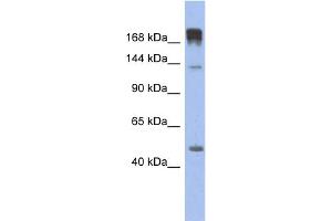 WB Suggested Anti-SLIT3 Antibody Titration: 0. (SLIT3 Antikörper  (N-Term))