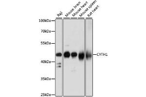 Western blot analysis of extracts of various cell lines, using CYTH1 antibody (ABIN6290272) at 1:1000 dilution. (Cytohesin 1 Antikörper)