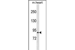 PRRT4 Antibody (C-term) (ABIN1537435 and ABIN2849686) western blot analysis in mouse heart tissue lysates (35 μg/lane). (PRRT4 Antikörper  (C-Term))
