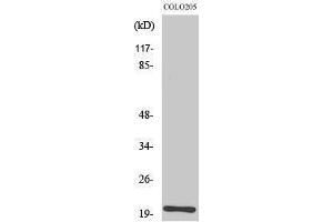 Western Blotting (WB) image for anti-Trafficking Protein Particle Complex 3 (TRAPPC3) (C-Term) antibody (ABIN3183514) (TRAPPC3 Antikörper  (C-Term))