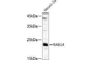 Western blot analysis of extracts of Neuro-2a cells, using R antibody (ABIN6128589, ABIN6146549, ABIN6146550 and ABIN6216493) at 1:1000 dilution. (RAB14 Antikörper  (AA 126-215))
