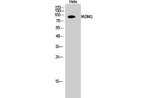 Western Blot analysis of hela cells using MDM2 Polyclonal Antibody diluted at 1:2000.