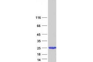 Western Blotting (WB) image for Reticulon 1 (RTN1) (Transcript Variant 3) protein (Myc-DYKDDDDK Tag) (ABIN2730746)