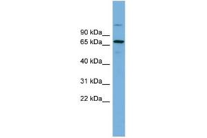 WB Suggested Anti-BRAP Antibody Titration:  0. (BRAP Antikörper  (Middle Region))