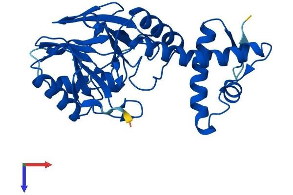 LACTB2 Protein (AA 1-288) (His tag)