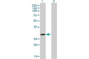 Western Blot analysis of TFAM expression in transfected 293T cell line by TFAM MaxPab polyclonal antibody. (TFAM Antikörper  (AA 1-246))