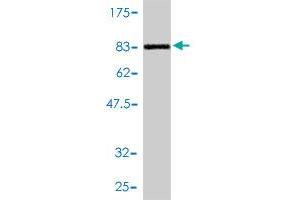 Western Blotting (WB) image for anti-DnaJ (Hsp40) Homolog, Subfamily C, Member 7 (DNAJC7) (AA 1-484) antibody (ABIN563276)