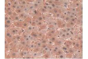 IHC-P analysis of Human Liver Tissue, with DAB staining. (CLIC1 Antikörper  (AA 79-241))