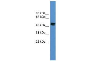 WB Suggested Anti-OPRL1 Antibody Titration: 0.
