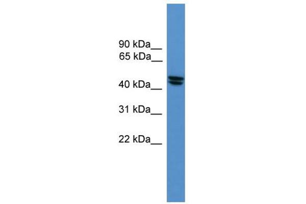 OPRL1 antibody  (Middle Region)