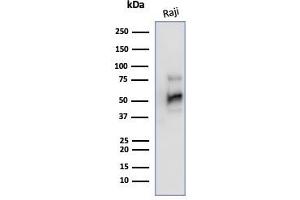 Western Blot Analysis of Raji cell lysate using CD79a Mouse Monoclonal Antibody (JCB117). (CD79a Antikörper  (AA 202-216))