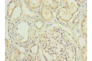 Immunohistochemistry of paraffin-embedded human kidney tissue using ABIN7155221 at dilution of 1:100