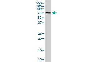 Western Blotting (WB) image for anti-Acyl-CoA Binding Domain Containing 3 (Acbd3) (AA 1-528) antibody (ABIN528685)