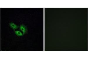 Immunofluorescence analysis of A549 cells, using OR4E2 Antibody. (OR4E2 Antikörper  (AA 228-277))