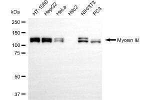 Western blotting analysis using myosin IB antibody (ABIN7799521).