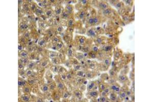 Used in DAB staining on fromalin fixed paraffin-embedded Liver tissue (Lipase A Antikörper  (AA 32-201))