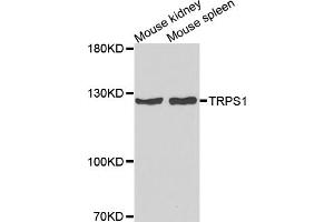 Western blot analysis of extracts of various cell lines, using TRPS1 antibody (ABIN5974943) at 1/1000 dilution.