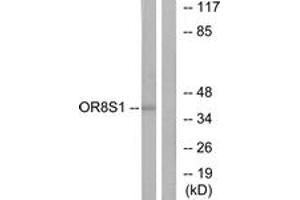 Western blot analysis of extracts from HT-29 cells, using OR8S1 Antibody. (OR8S1 Antikörper  (AA 90-139))