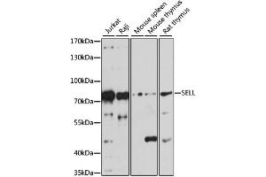 Western blot analysis of extracts of various cell lines, using SELL antibody (ABIN1874720) at 1:1000 dilution. (L-Selectin Antikörper)