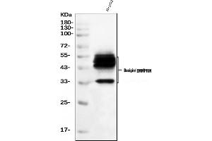 Western blot analysis of CD147/Emmprin using anti-CD147/Emmprin antibody (ABIN7599997). (CD147 Antikörper  (AA 138-323))