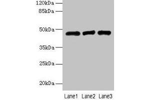 Western blot All lanes: B3GNT2 antibody at 4 μg/mL Lane 1: 293T whole cell lysate Lane 2: Jurkat whole cell lysate Lane 3: HL60 whole cell lysate Secondary Goat polyclonal to rabbit IgG at 1/10000 dilution Predicted band size: 47, 46 kDa Observed band size: 47 kDa (B3GNT2 Antikörper  (AA 29-397))