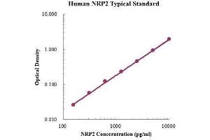 Neuropilin 2 (NRP2) ELISA Kit
