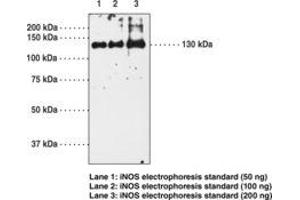 Image no. 1 for anti-Nitric Oxide Synthase 2, Inducible (NOS2) antibody (ABIN2451596) (NOS2 Antikörper)
