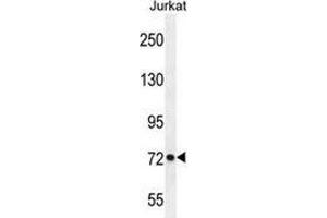 Western blot analysis in Jurkat cell line lysates (35ug/lane) using PCDHGC3  Antibody .