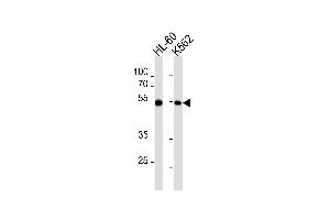 Western blot analysis in HL-60,K562 cell line lysates (35ug/lane). (MEF2C Antikörper  (AA 365-394))