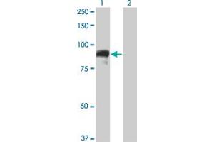 Western Blot analysis of TOP3B expression in transfected 293T cell line by TOP3B monoclonal antibody (M05), clone 4H7.