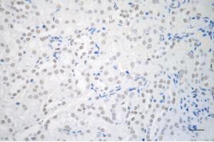 Immunohistochemistry was performed on paraffin-embedded mouse kidney using USP39 antibody (ABIN7800735), 1:200).