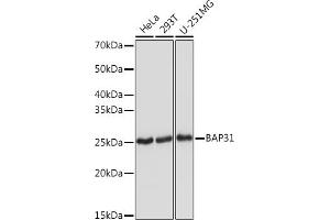 BCAP31 Antikörper