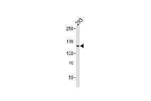 Western blot analysis of lysate from 293 cell line, using XIP1 Antibody (N-term) (ABIN6243937 and ABIN6577596). (PAXIP1 Antikörper  (N-Term))