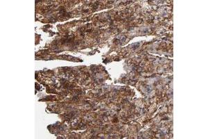 Immunohistochemical staining of human adrenal gland with PLSCR4 polyclonal antibody  shows strong cytoplasmic and membranous positivity in cortical cells at 1:20-1:50 dilution. (PLSCR4 Antikörper)